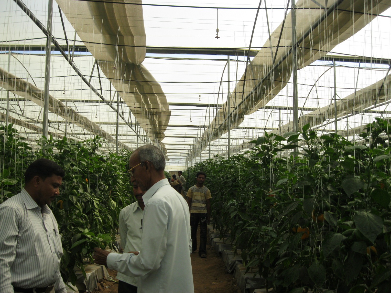 Greenhouse Project 43